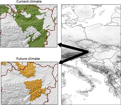 In Situ Genetic Evaluation of European Larch Across Climatic Regions Using Marker-Based Pedigree Reconstruction